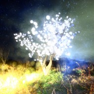 Lieko Shiga, CANARY / Lilly, FF2011
